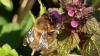 Anthophora sp.